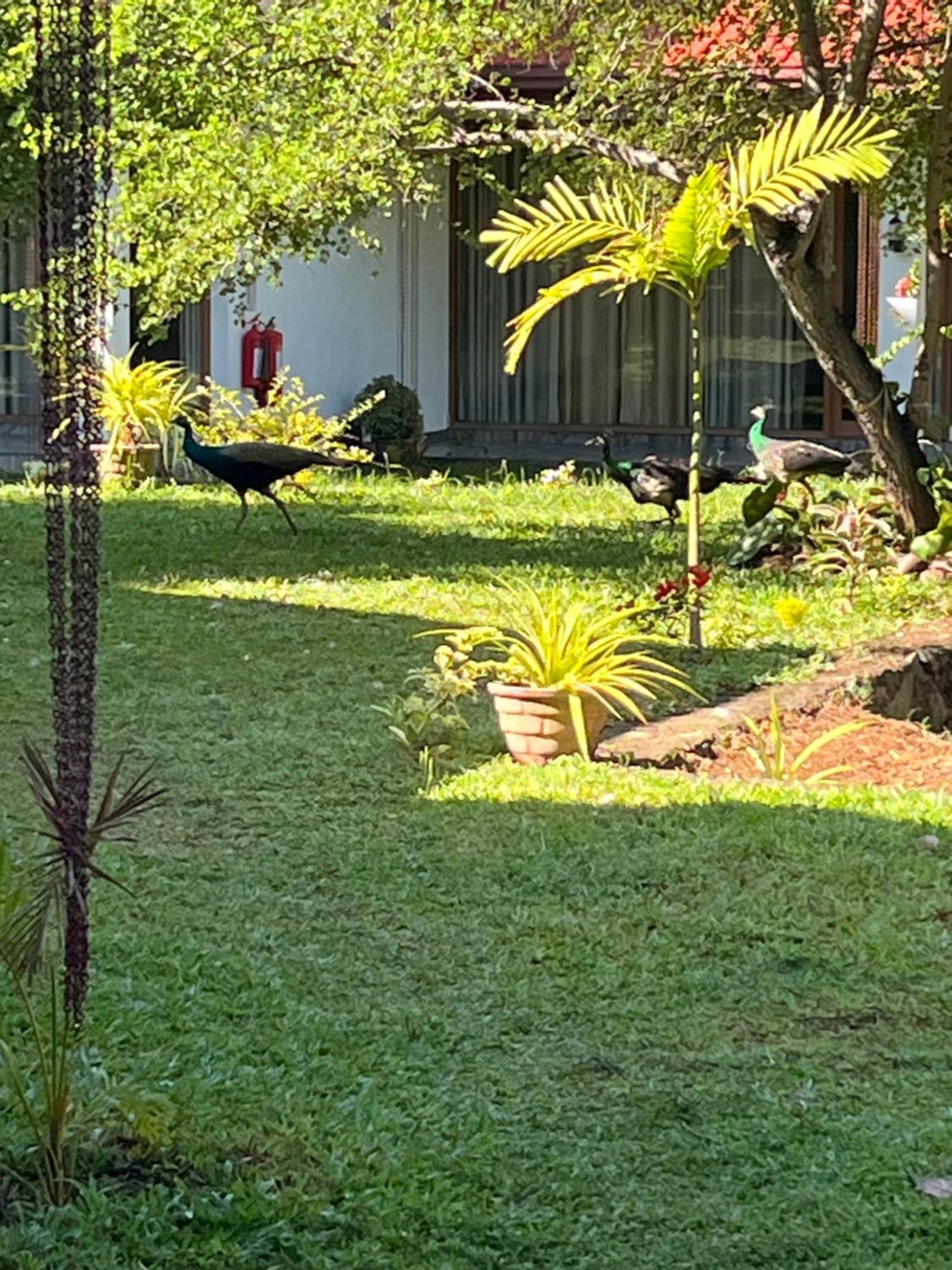 פולונרואה Nature Resort מראה חיצוני תמונה